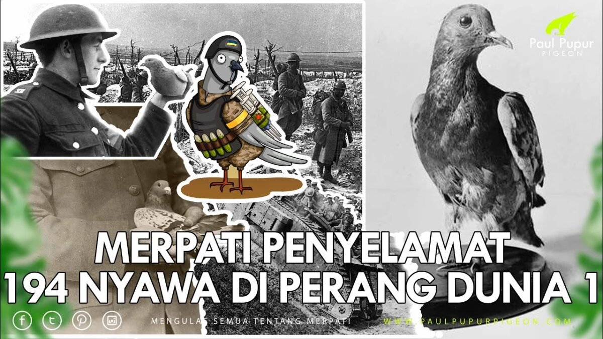 Merpati Cher Ami: Pahlawan Tak Terduga di Perang Dunia I